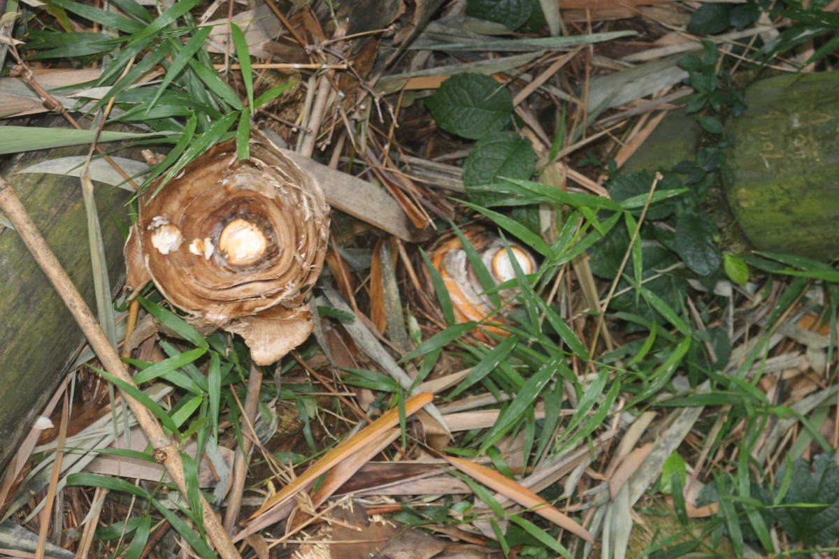 Dendrocalamus giganteus Munro